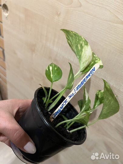 Сциндапсус эпипремнум