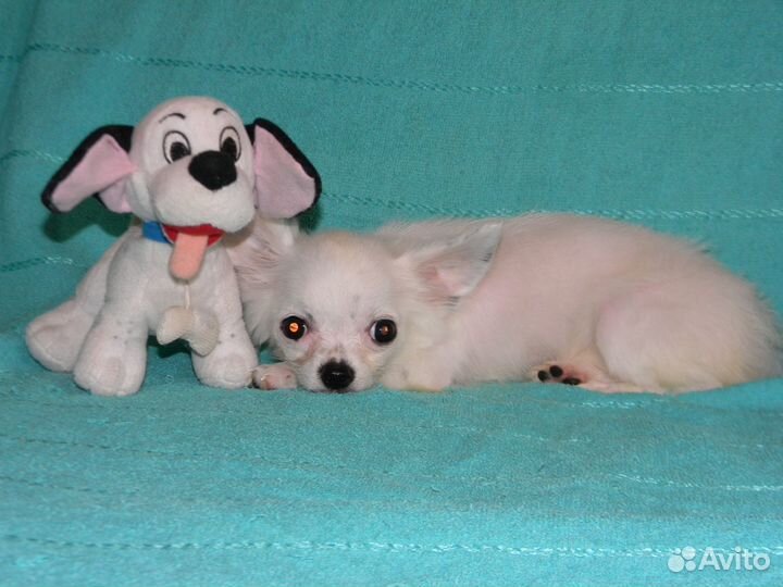 Мини чихуахуа девочка