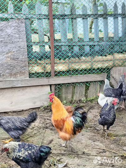 Семья билефельдеров