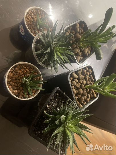 Суккуленты. Хавортия. Крассула коралл