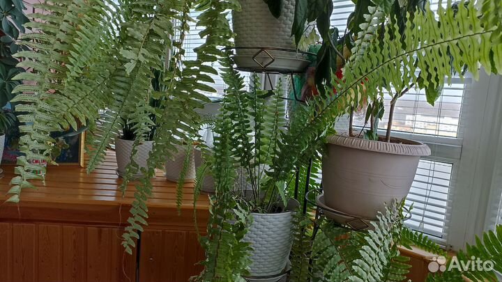 Папоротник комнатный, 4 штуки