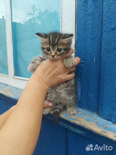 Шотландские котята