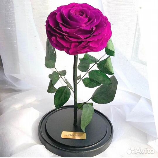 Роза в колбе. Неувядающая