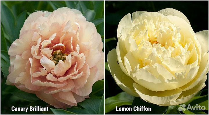 Сортовые пионы, редкие сорта