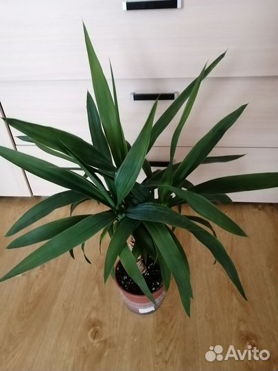 Комнатный цветок юкка