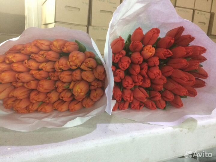 Тюльпаны от производителя