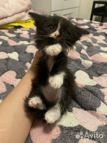 Котёнок 1,5 месяца объявление продам