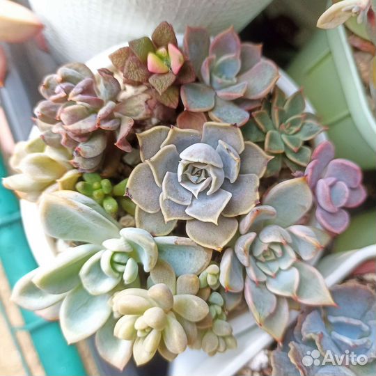 Суккуленты