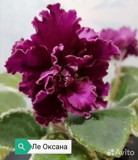 Листовой свежесрезанный черенок фиалки