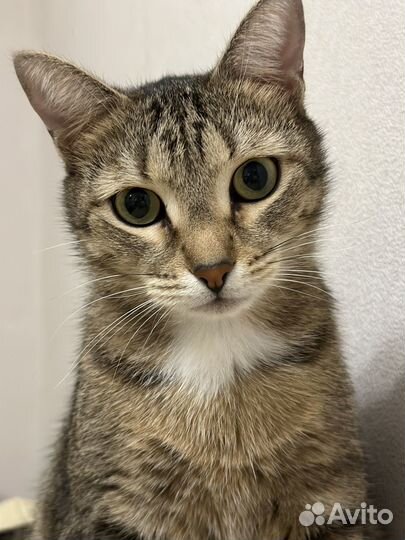 Рисую ваших питомцев по фото