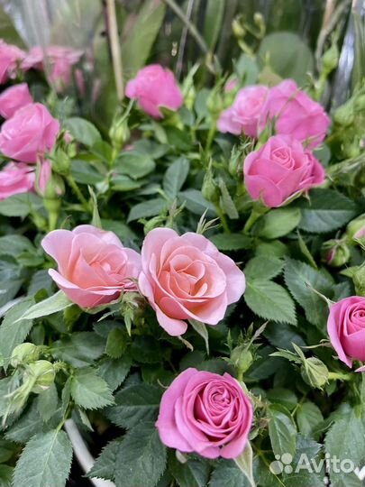 Розы к празднику