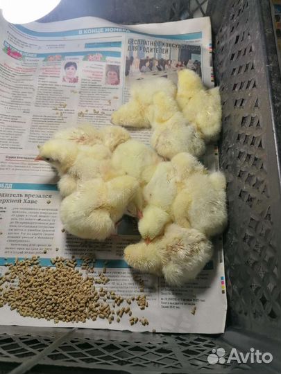 Цыплята бройлеры