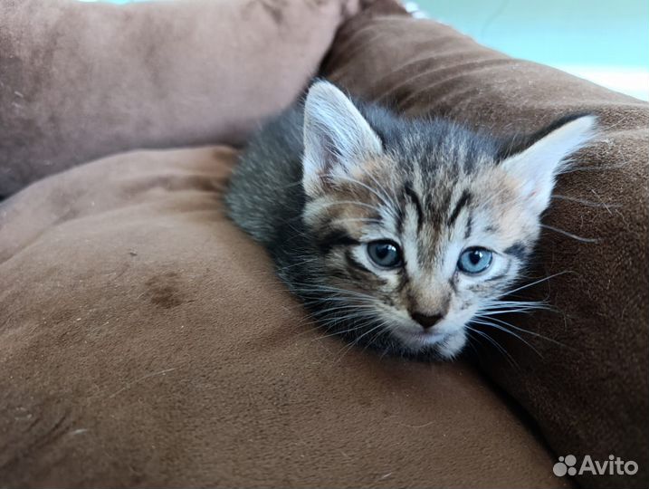 Котята от кошки мышеловки в добрые руки