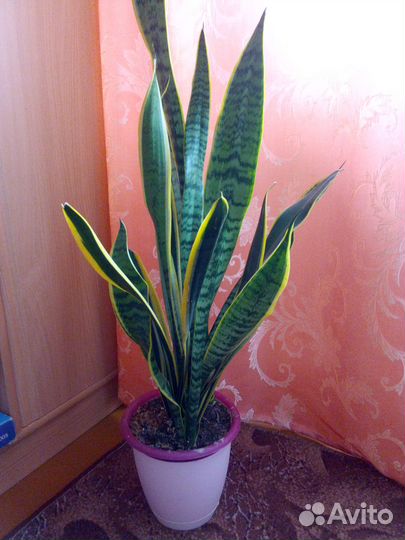 Сансевиерия Лауренти