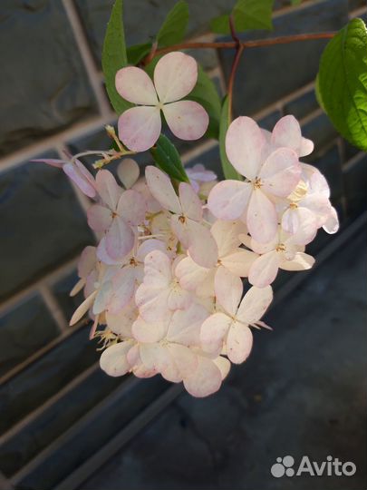 Гортензия метельчатая Vanille Fraise 2хлетний куст