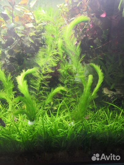 Аквариумные растения