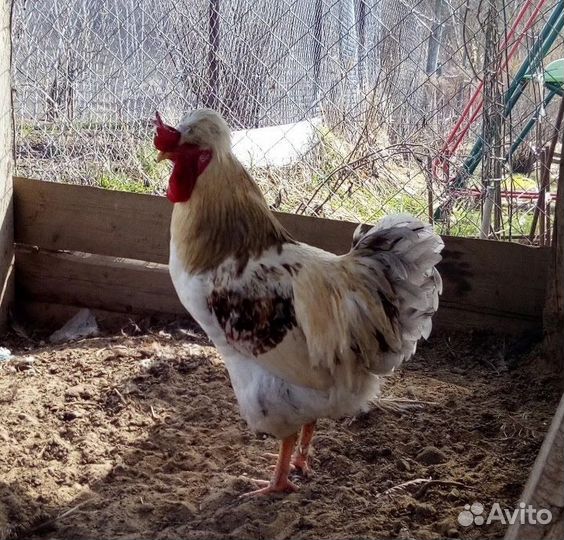 Молодые петухи