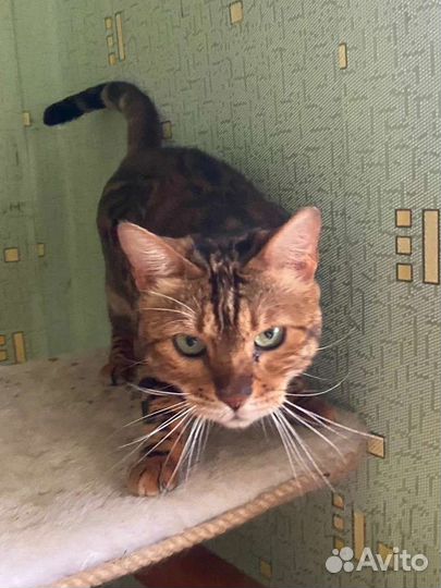 Кошка бенгальская в добрые руки