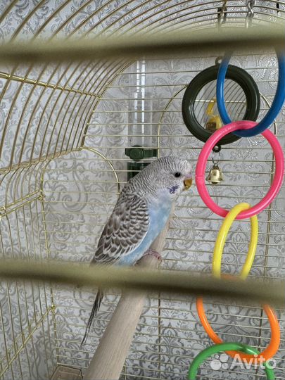 Волнистый попугай с клеткой