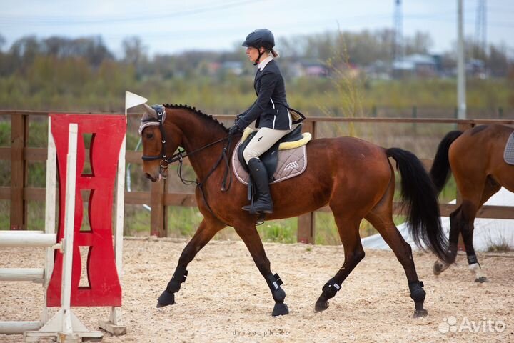 Продается лошадь