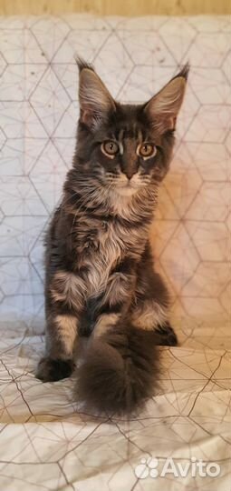 Котята мейн-кун
