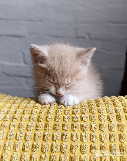 Котенок в добрые руки