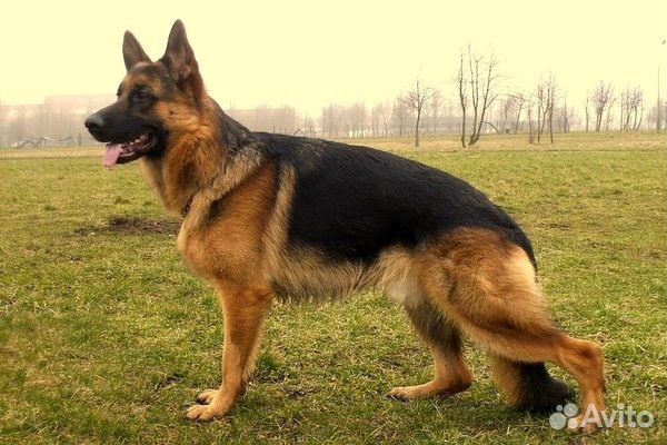 Дрессировка собак. Кинолог. Зоопсихолог