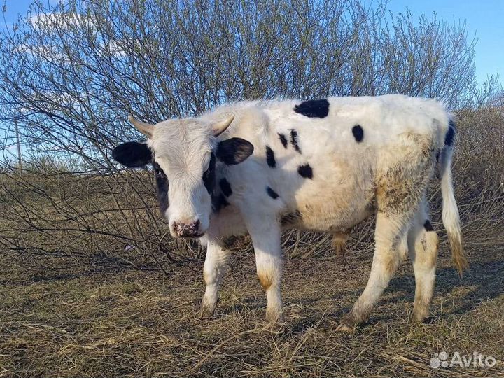 Продам Быка