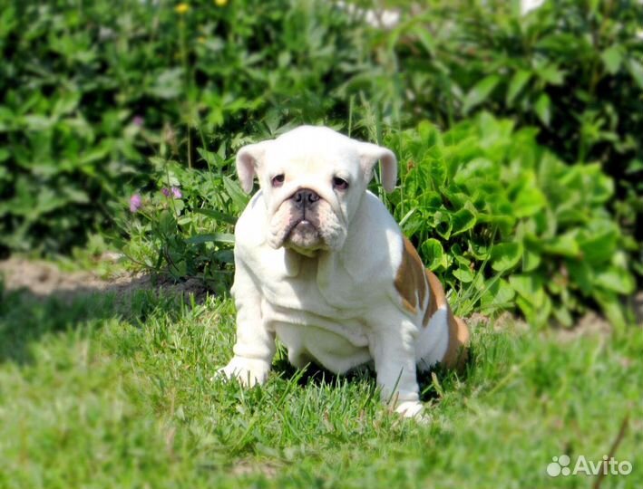 Английский бульдог