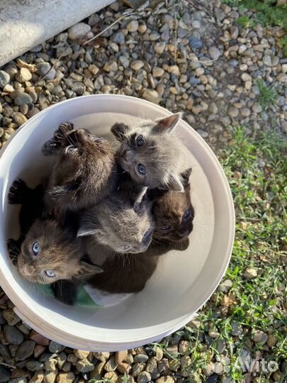 Котята в добрые руки