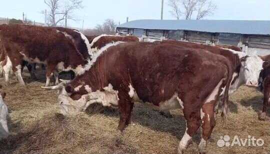 Продажа крс