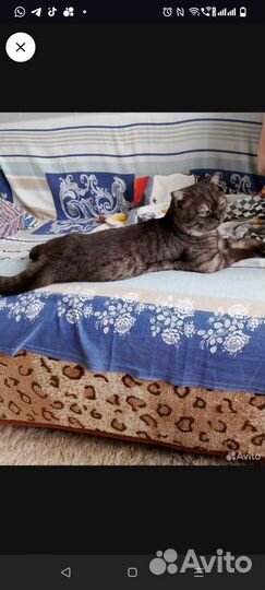 Шотландсий