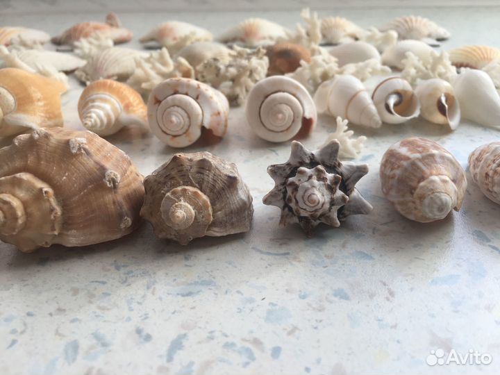 Морские ракушки раковины кораллы