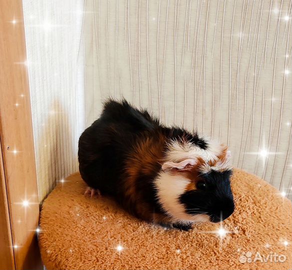 Морская свинка с клеткой