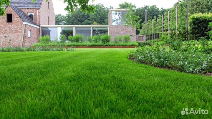 Газонная трава в рулонах от производителя