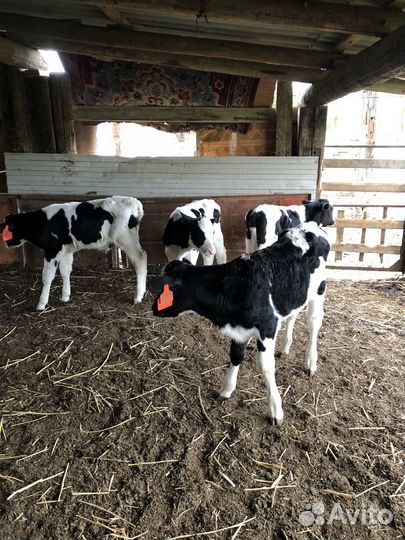 Коровы телята