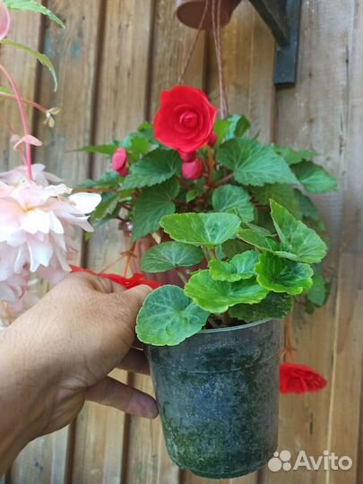 Торф Агробалт-С