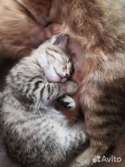 Котенок (девочка)смесь Абиссинской и Персидского