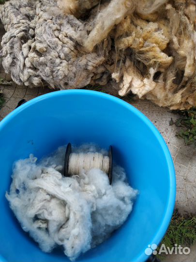Шерсть овечья. Осенняя