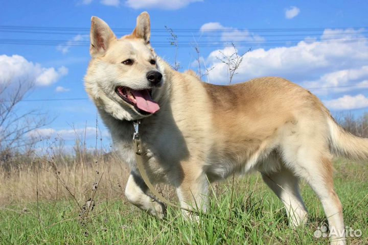 Собака Рэксон