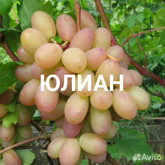 Саженцы винограда Юлиан