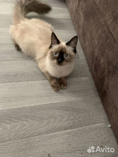 Кошка сиамская