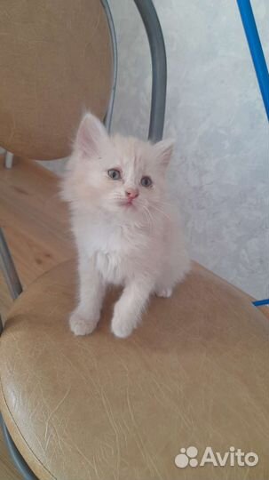 Сибирская кошка