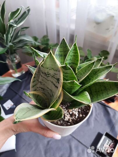 Сансевиерия ханни крем