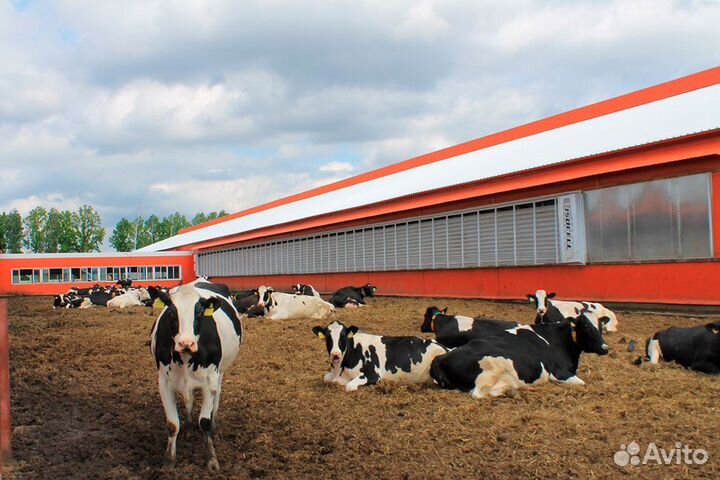 Оператор машинного доения. Вахта