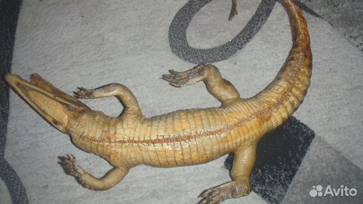 Чучело натурального крокодила