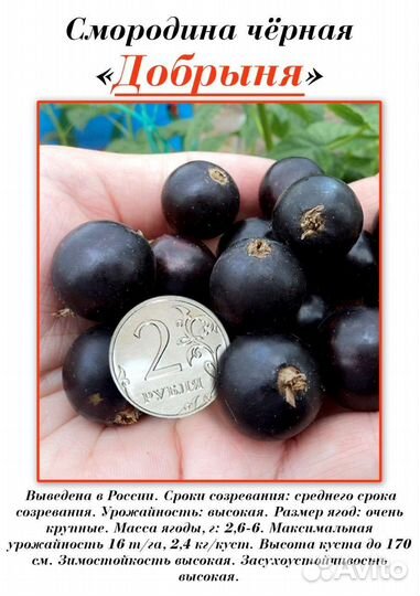 Смородина саженцы