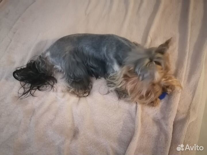 Йоркширский терьер