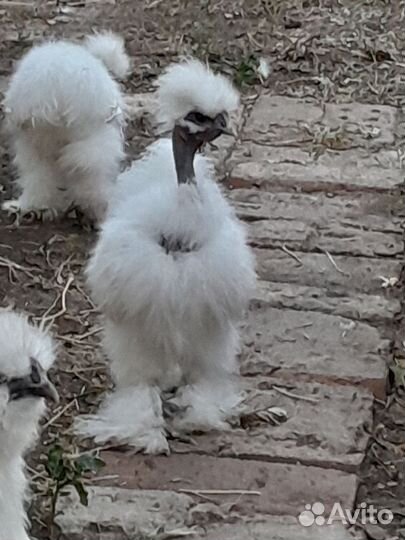 Молодые петрушки китайских шелков