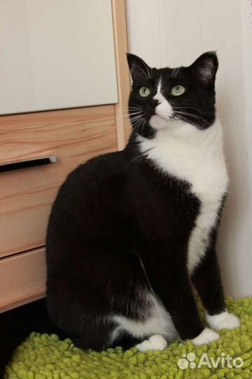 Кошка Мышка